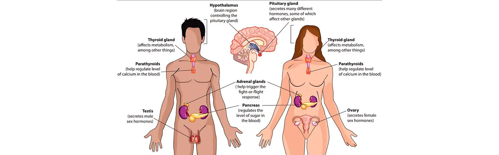 Ecografia della Tiroide / Visita endocrinologica - La Spezia