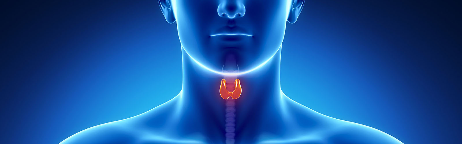 Ecografia della Tiroide / Visita endocrinologica - La Spezia